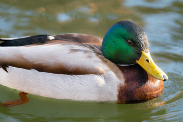 Wild duck chilling on a lake in Carol Park of Bucharest, Romania. Vivid colors on a warm day