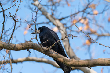 Crow scanning the surroundings from a lower branch of a tree in Youth Park of Bucharest, Romania