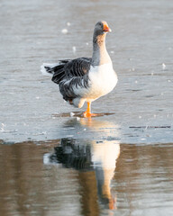 Goose with only one leg sitting in isolation on a thin ice layer. Youth Park of Bucharest, Romania. Injured goose
