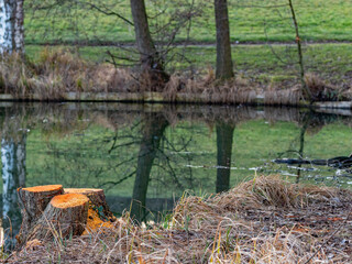 Frisch gefällte Bäume am Ufer eines kleinen Sees