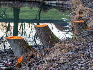 Frisch gefällte Bäume am Ufer eines kleinen Sees