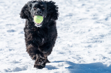 black English cocker spaniel running at the dog park with a ball
