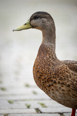 Eine Ente in der Innenstadt