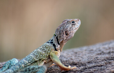 Eastern Collared Lizard (Crotaphytus collaris) sun bathing on a rock at Palo Duro Canyon State Park in western Texas.