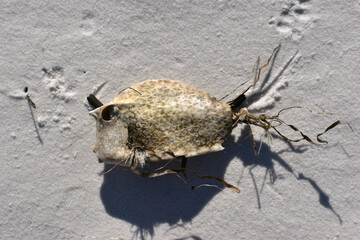 cowfish skeleton on a beach
