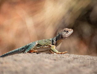 Eastern Collared Lizard (Crotaphytus collaris) sun bathing on a rock at Palo Duro Canyon State Park in western Texas.