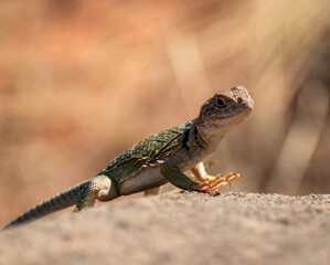 Eastern Collared Lizard (Crotaphytus collaris) sun bathing on a rock at Palo Duro Canyon State Park in western Texas.