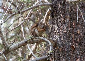 squirrel eating