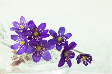 Bouquet of hepatica anemone flowers in a glass vase, closeup, copy space. Greeting card for spring celebrations, Women's Day, Easter.