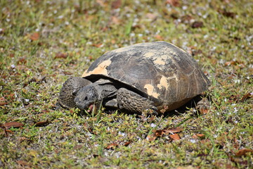 Gopher Tortoise eating grass in Florida. Gopher Tortoises are Endangered Species.
