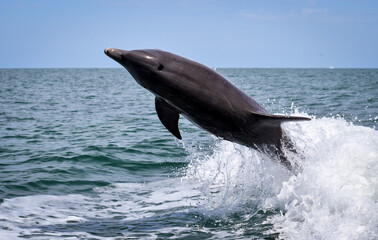 Bottlenose Dolphin jumping out of the ocean water.
