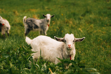 Portrait of some cute little goats walking on green fresh grass field.
