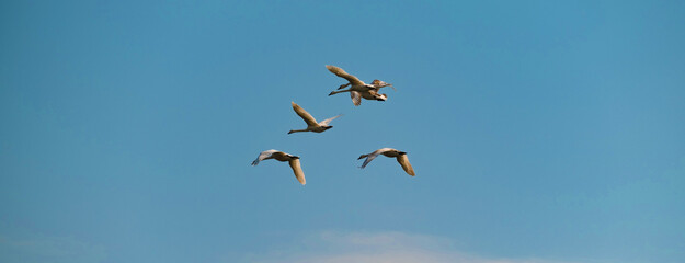 Banner size shot of some flying swans in the clear blue sky with copy space.
