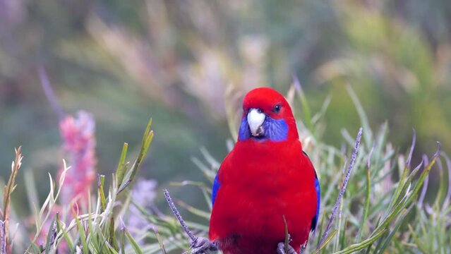 a close up of an adult crimson rosella perching on a branch at o'reillys rainforest retreat in lamington national park of sth qld, australia