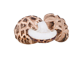 chiitake musroom isolated on transparent  png