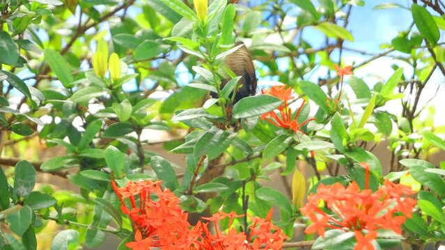 garden with beautiful blooming soka flowers black wing monarch butterfly looking for nectar