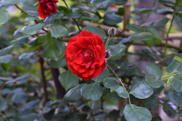 Rosa Chinensis in Summer (Beijing China)