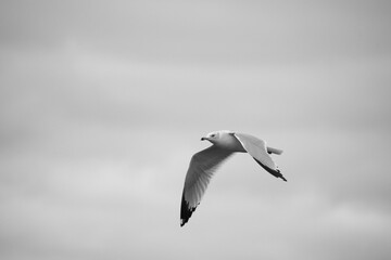 seagull flying in the sky