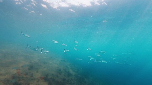 School of Mullet fish, Mugil cephalus, swim underwater over the rocky bottom. Campeche island in Florianopolis in Brazil