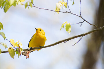 yellow bird on branch
