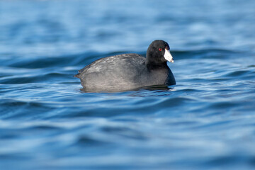 coot in water
