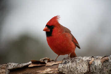 cardinal on a branch