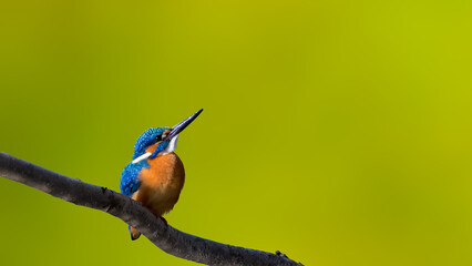 カワセミ(Kingfisher)