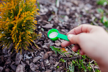 Gardener fertilizing arborvitae in spring garden. Close up of spoon with fertilizer. Taking care of...