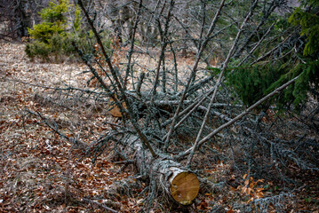 Obraz premium Forest pine and spruce trees. Log trunks pile, the logging timber wood industry, panorama wooden trunks.