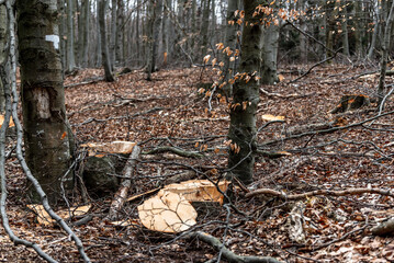 Forest pine and spruce trees. Log trunks pile, the logging timber wood industry, panorama wooden trunks.