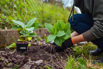 Gardener transplanting bigleaf hydrangeas from containers into soil. Spring seasonal work. Outdoor...