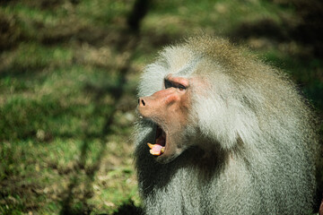 El mandril enojado 