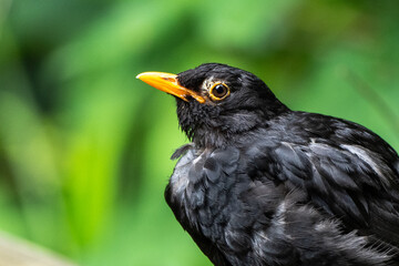 Amsel ganz nah 