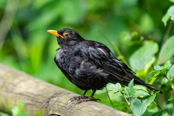 Amsel schaut verdutzt 