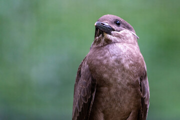 Inkaseeschwalbe dreht den Kopf in die Kamera 