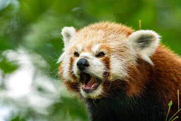 Roter Panda schaut böse 