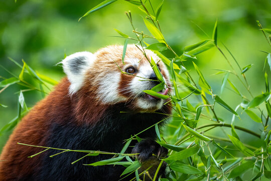 Kleiner roter Panda am Schlemmen 