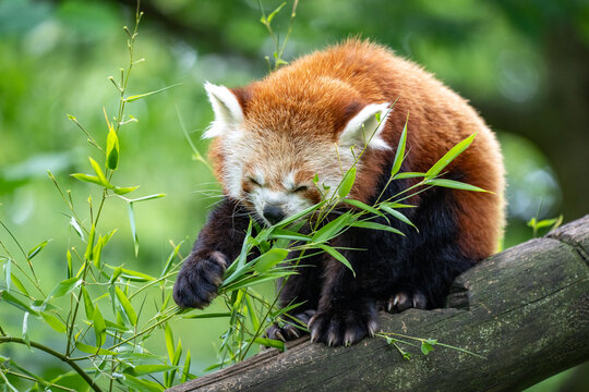 Roter Panda am mampfen 