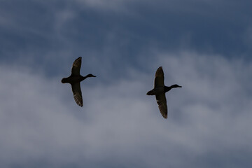 Enten im Flug 