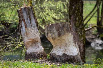 Baumstumpf der Bieber 