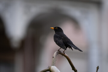 Amsel auf dem Ast 