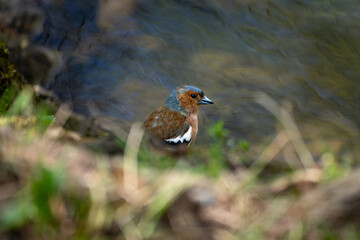 Vogel am Wasser