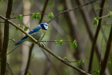 Blaumeise beobachtet die Gegend 