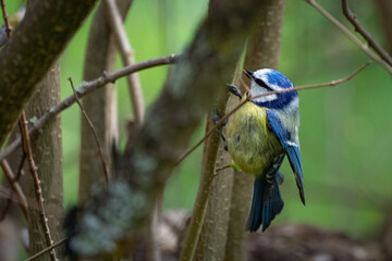 Blaumeise im Geäst 
