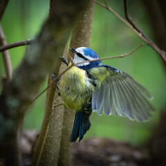 Blaumeise Flügelschlag 