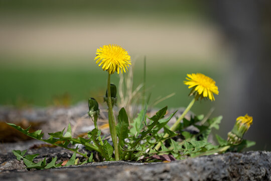 L&ouml;wenzahn im Detail 