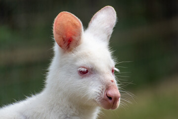 Fototapeta premium baby kangaroo