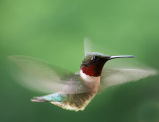 hummingbird in flight © Alex