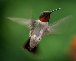 hummingbird in flight