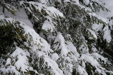 Fototapeta na wymiar Winter forest, snowy trees, winter trees